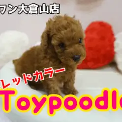 【トイ・プードル】超濃厚レッドカラーのトイ・プードルちゃん!寒い冬は、太陽の様な元気娘と温まろう♪大倉山店PICKUPベイビーNo.6130637