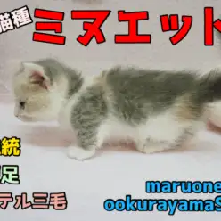 【ミヌエット】その美しさは神話の世界! 猫界の美の女神が現代に蘇る!超激レア猫様!ミヌエット様♥大倉山店イチオシPICKUPベイビーNo.6130636