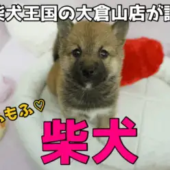 【柴犬】潤んだ瞳は日本の宝物!!フレンドリー柴犬は大倉山店にお任せっ♥こぐまフェイスのむちっと赤柴君!：大倉山店PICKUPベイビーNo.6130639