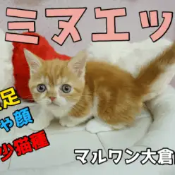 【ミヌエット】ペチャ顔好きには堪らないスーパーハイブリッド猫種のミヌエット!人懐っこさピカ☆イチ!：大倉山店PICKUPベイビーNo.6130642