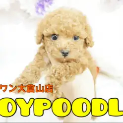 【トイ・プードル】驚愕のくりくりオメメ!!2017年スペシャルな出会いはココにあるっ! ：大倉山店オススメベイビーNo.6130647