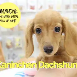 【カニンヘン・ダックスフント】ママの素晴らしいDNAを引き継いだスペシャルダックス！：白楽店ピックアップベイビー！No.11516