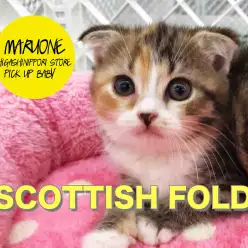 【スコティッシュ・フォールド】甘ったれだっていいじゃない♥まん丸フェイスが愛らしいスコちゃんがやってきた！：東日暮里店PICK UPベイビー！No.014189