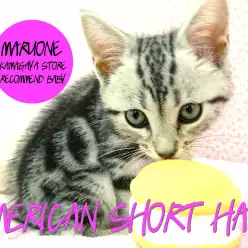 【アメリカンショートヘア】ICCチャンピオンの直仔!待望のスペシャルベイビーが登場!:鎌ヶ谷店 ピックアップベイビーNo.117129