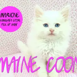 【メインクーン】道産子の白いプリンスが華麗？にやってきた！：鎌ヶ谷店PICK UPベイビー！No.117130