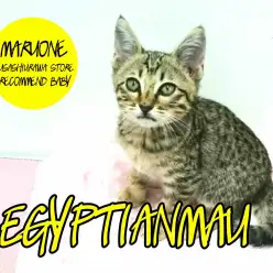 【エジプシャンマウ】超希少！！元祖ヒョウ柄にゃんこベイビー！！：武蔵浦和店オススメベイビーNo.412650