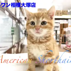 【アメリカンショートヘア】2017年の年末は美猫くんと年越し？得意技も持ってます♪：相模大塚店Pick UpベイビーNo.814410