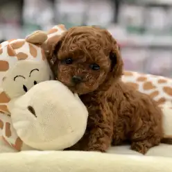 【タイニープードル】動く小さなマスコット♡我が家のアイドル間違い無し！！：港北NT店PICKUPベイビー！No.311748