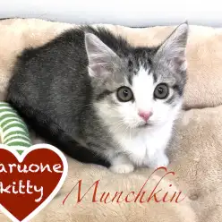 【マンチカン】短足キュートな丸顔くん、マンチカン!:鶴見店オススメベイビー!No.713513