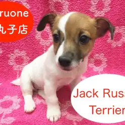 【ジャックラッセルテリア】元気いっぱい！下丸子店のパワフルガール！！オススメベイビー下丸子店No.116194