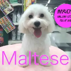 【マルチーズ】いつもニコニコ笑顔の子！性格良いぞ！とってもフレンドリーなマルちゃんのレビュー！:梅島店pickupベイビーNo.119052