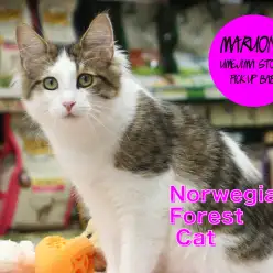【ノルウェージャン・フォレストキャット】上質なシルクの様な手触り!極上なコートが魅力の森の妖精登場!:梅島店PICK UPベイビー!No.119057