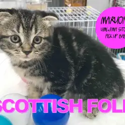 【スコティッシュフォールド】子虎系ニャンコ登場!丸いディテールに大注目!:梅島店 pick upベイビーNo.119088