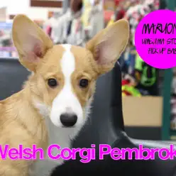 【コーギー】特技はヒール脚側歩行！おっとり垂れ目で優しいお顔のコーギーくん！：梅島店PICK UPベイビー！No.119073