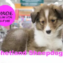 【シェットランドシープドッグ】白い襟巻を付けた頭脳明晰の美犬登場!:梅島店PICK UPベイビー!NO.119087