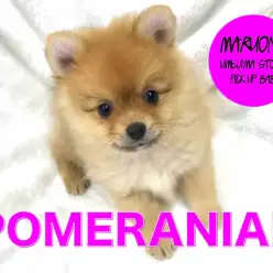 【ポメラニアン】争奪戦必至!洗練されたセクシーオレンジ降臨!:梅島店PICKUPベイビー!No.119086