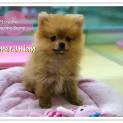 【超タヌキ顔ポメラニアン】絶対見逃し禁止！天使の様な超絶プリティフェイス♡：ペッツワン城山店オススメベイビー！No.118180