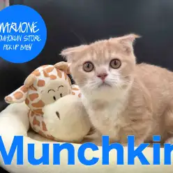 【マンチカン】カッコ可愛い系！短足＆折れ耳の希少にゃんこ♪：港北NT店PICK UPベイビー！No.311741