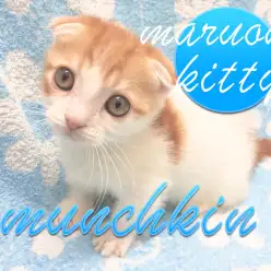 【マンチカン】超弩級の甘えん坊の短足男子がやってきた★：下丸子店PickupベイビーNo.116202