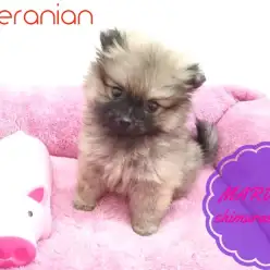 【ポメラニアン】美人度MAX！激かわタヌキぽめがやってきた！！：志村坂下店PickupベイビーNo.914326