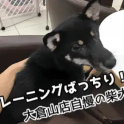 【黒柴犬】過去最高レベル!大倉山店自慢の超優秀トレーニングばっちり黒柴ちゃん!楽しい柴犬ライフを送ろう!!大倉山店No.6130583