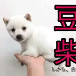 【豆柴】待望の豆柴がやってきたっ!しかもレアカラーの白柴!!この出会い逃したら二度と会えないかも!：大倉山店PICKUPベイビーNo.6130651
