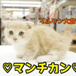 【マンチカン】超短足の王子様が登場！コミカルすぎる動きがもうたまらん♥：大倉山店PICK UPベイビーNo.6130645