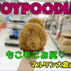 【トイ・プードル】圧倒的な毛量と大きめなモコモコお尻に大注目!!モデル級の奇跡の可愛さ♥大倉山店PICK UPベイビーNo.6130652