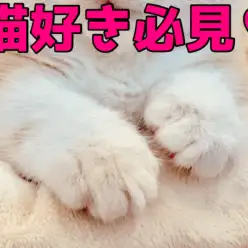 【猫の手コレクション】猫好きさん必見むちっとした愛らしい猫ちゃんの足だけを集めたマニアックなブログ!：大倉山店特別企画