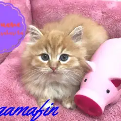 【ラガマフィン】ベビーピンクは癒しのカラー！肉球好きは必見です！：志村坂下店オススメベイビーNo.914322