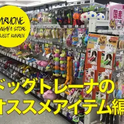 【わんこの用品】ドッグトレーナーオススメ商品編：鎌ヶ谷店 PROJECT KUNREN Vol.11