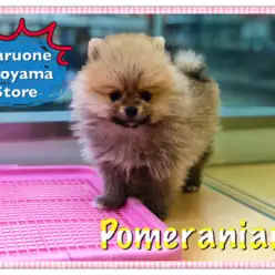 【ポメラニアン】注目度NO.1の超タヌキポメ!!城山店と言ったらやっぱりこの犬種:ペッツワン城山店オススメベイビー!NO.118201