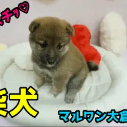 【柴犬】THE☆和犬代表!!柴犬マニアが、にんまりしちゃう♥まんまるどすこいボディは触り心地最高♥：大倉山店PICKUPベイビーNo.6130650