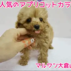 【ティータイニーサイズのトイ・プードル】タレ目に見つめられて胸キュンする人続出中!!愛されキャラのトイ・プードルちゃん♥大倉山店PICKUPベイビーNo.6130649