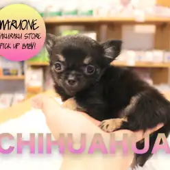 【ロングコートチワワ】お父さん2.3kg お母さん2.2kg！小さい両親から生まれたコンパクトベイビー！白楽店PICK UPベイビー：No.11525