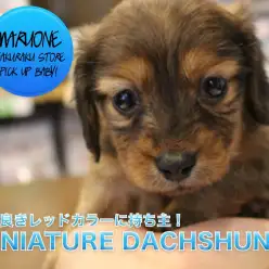 【ミニチュア・ダックスフント】昔ながらのレッドカラーを持ち主登場！：マルワン白楽店PICK UPベイビーNo.11530