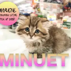 【ミヌエット】超絶甘えん坊の珍猫ちゃん！！一目見たらあなたもこの子のトリコです♡：白楽店PICK UPベイビー！No.11521