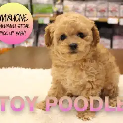 【トイ・プードル】動くぬいぐるみ！！モデルデビューも狙える！？超弩級のシュープーちゃん♡：白楽店PICK UPベイビーNo.11531