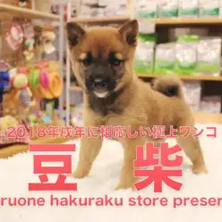 【豆柴】2018年は戌年！この子と過ごしたら幸福いっぱい間違いなし！！:マルワン白楽店オススメベイビーNo.11528