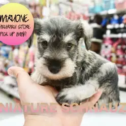 【ミニチュアシュナウザー】白楽店にやってきたキラースマイルに目がハートマーク♡ミニチュアシュナウザー！白楽店PICK UPベイビー！No:11520