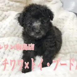 【MIX:チワワ×トイ・プードル】メガ毛量で手触りが綿のようなお利口さんのシルバーチワプーくん♪:梅島店オススメベイビーNo.119093