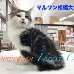 【ノルウェージャン・フォレスト・キャット】森の妖精は人慣れ抜群の超甘えん坊キャット！：相模大塚店Pick UpベイビーNO.814422