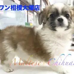 【マルチーズ×チワワ】コロコロボディのマルチワくん！チャームポイントを大公開！：相模大塚店オススメベイビーNo.814425