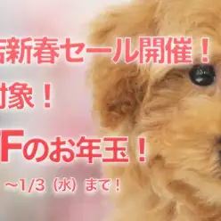 【新春セール】2018年戌年！全店セール開催！
