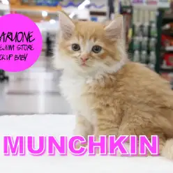 【マンチカン】身体はふわふわ瞳はキラキラ！性格も完璧な貴公子登場！：梅島店PICK UPベイビー！No.119089