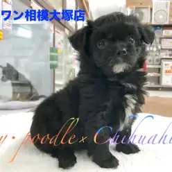 【トイ・プードル×チワワ】童顔の定義にピッタリ当てはまる♪ベビーフェイスのおっとりプッチ：相模大塚店Pick UpベイビーNo.814426