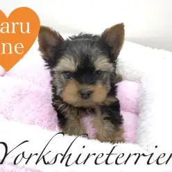 【ヨークシャーテリア】クリスマスにぴったりなゴージャス犬！：本羽田店PICK UPベイビーNo.512487