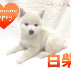 【白柴】優しげな瞳に映るはあなたの笑顔？！北川氏の愛しいPointも必見！：下丸子店オススメベイビーNo.116020