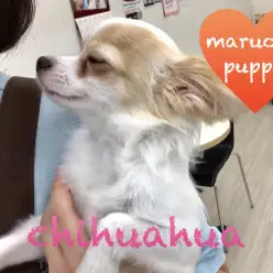 【チワワ】犬慣れ人慣れバッチリ！うっとり顔でスタッフもメロメロ？！：本羽田店PickupベイビーNo.512457