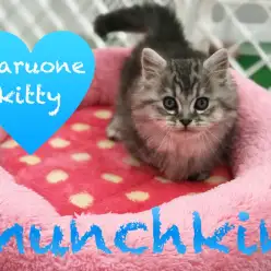 【マンチカン】エレガント短足がやってきた！驚くほど懐っこい銀色の貴公子！：東日暮里店オススメベイビーNo.014195